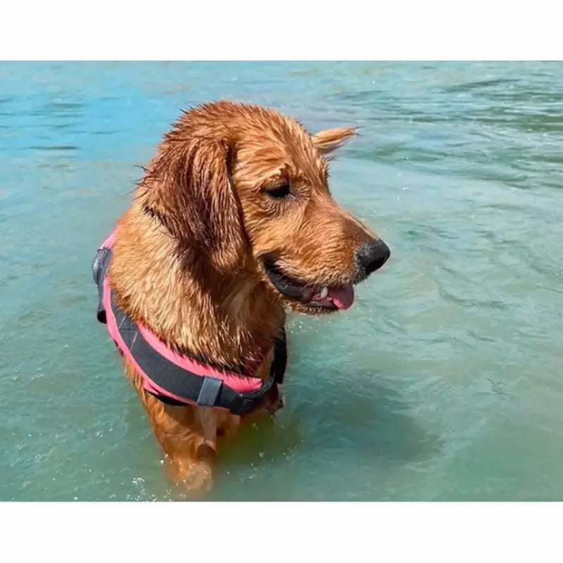 Chaleco Salvavidas para perros