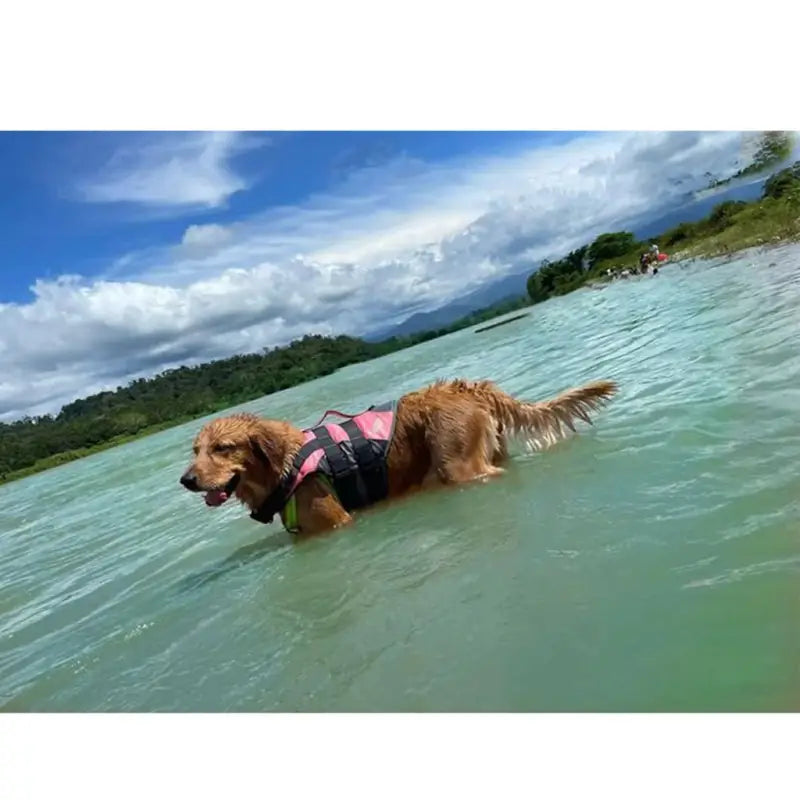 Chaleco Salvavidas para perros