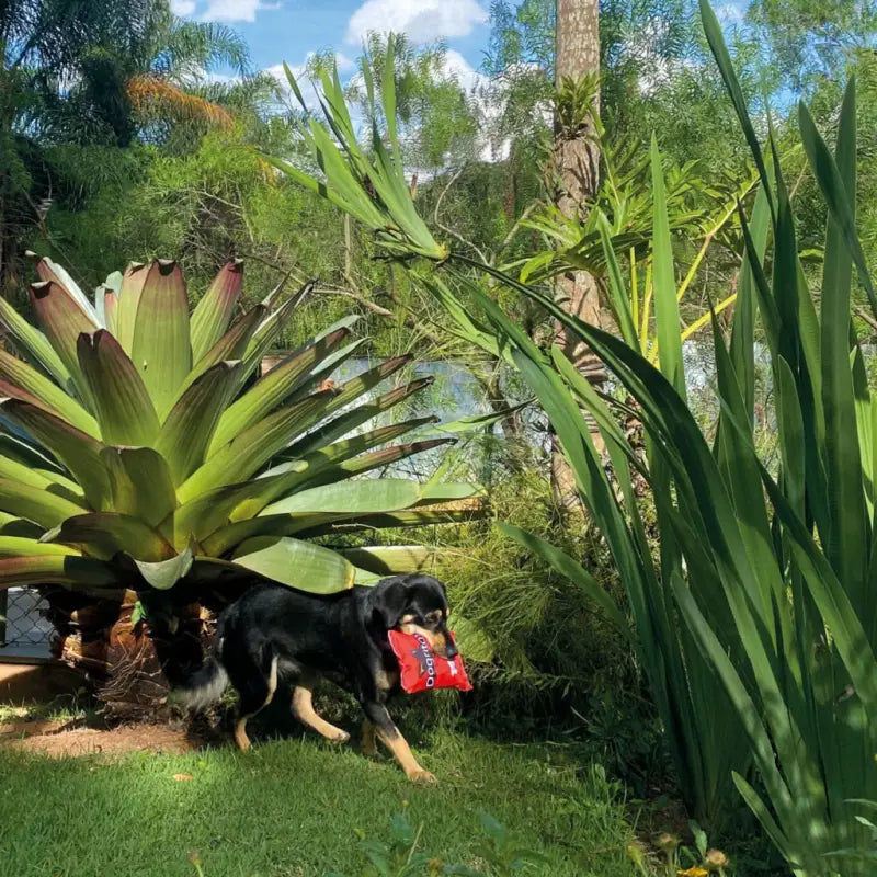 Juguete Chips Collection Squeaker para perros