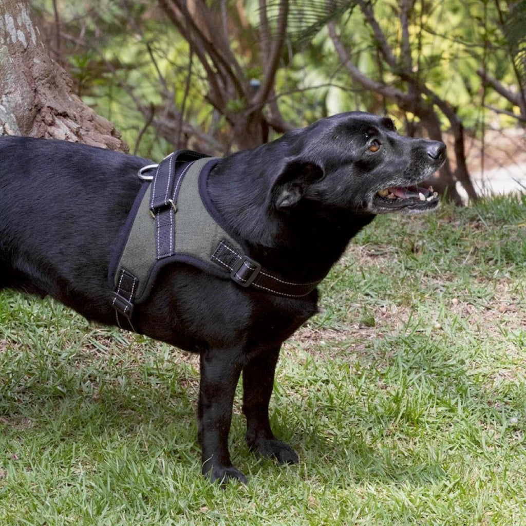 Pechera Air Pull Harness, para perros