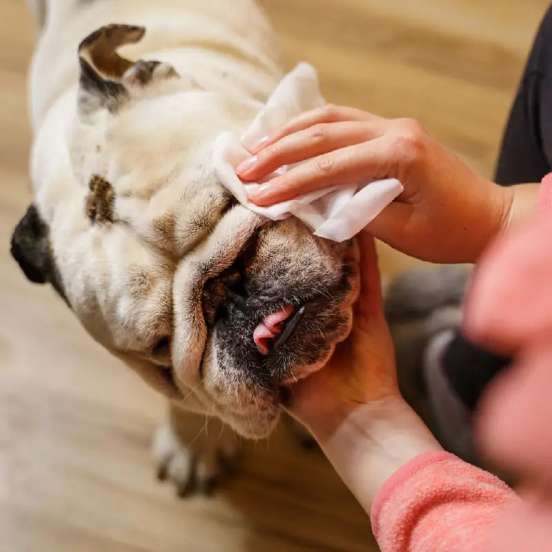 Toallitas Húmedas para Mascotas BLUE