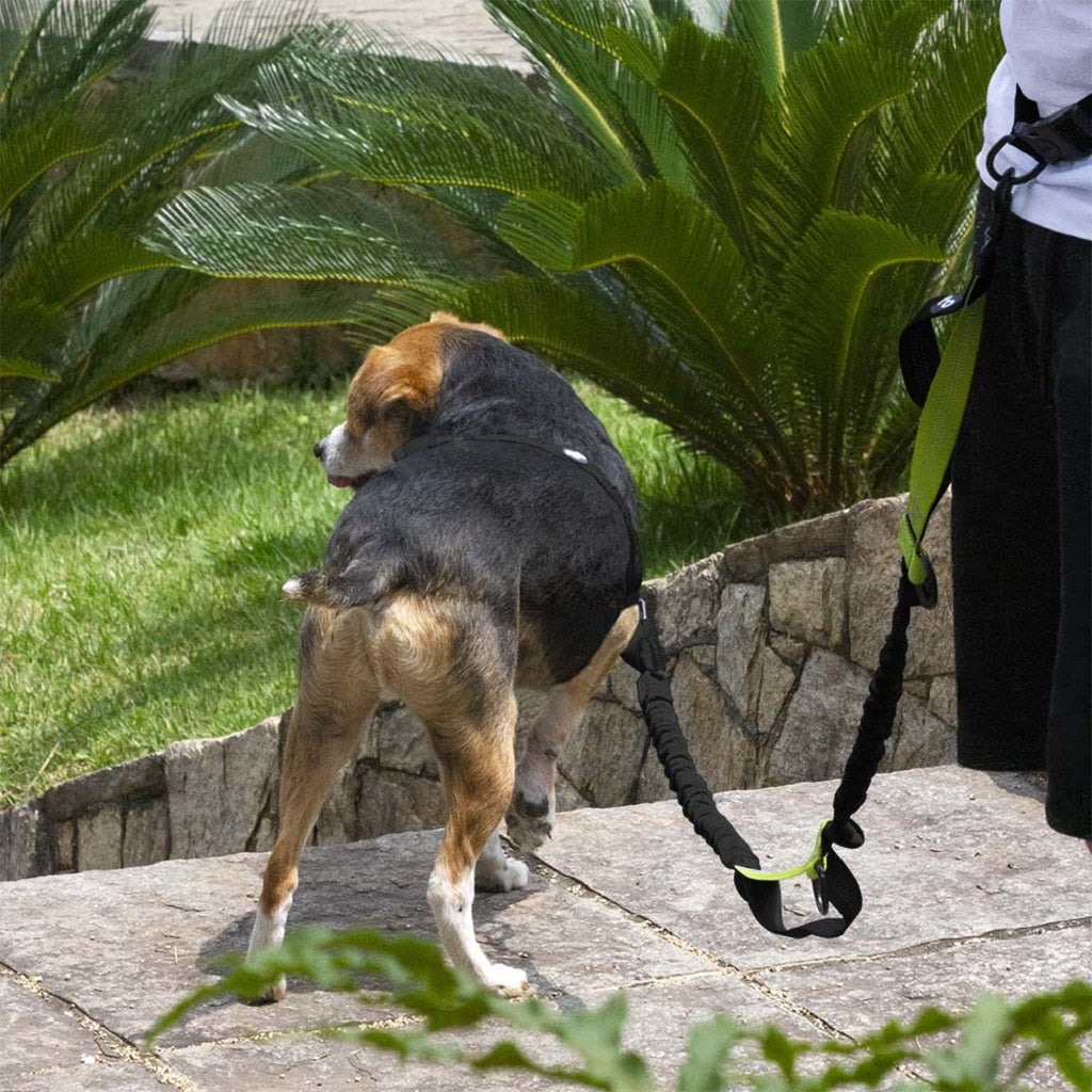 Correa para correr manos libres, para perros
